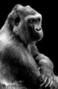 Grumpy Gorilla